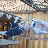 کفتر شهریار ۲۰تا|پرنده|تهران, بهارستان|دیوار