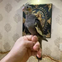 عروس هلندی مولد و بالغ و جوجه(گیرینچیک-ملنگو-راهب)|پرنده|رشت, یخسازی|دیوار