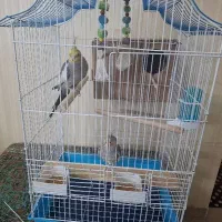 فروش عروس هلندی