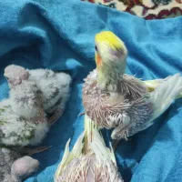 جوجه عروس هلندی سرلاکی|پرنده|برازجان, |دیوار