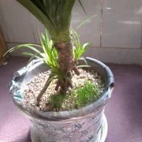 گل ماداگاسکار