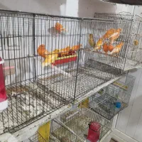 فروش قناری نر وماده|پرنده|بهبهان, |دیوار