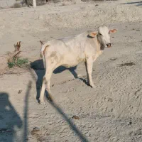 فروش گاو ماده در سیریک|حیوانات مزرعه|سیریک, |دیوار