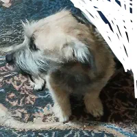 سگ پاکوتاه|سگ|بجنورد, |دیوار