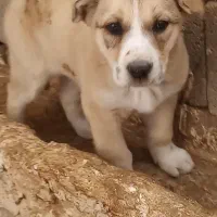 واگذارمیگردد