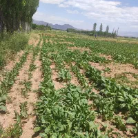 فروش-1000مترزمین-ویلاباغ-چنگایی