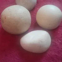 شهاب سنگ وسنگ آسیاب