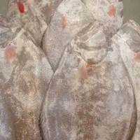 سلام ماهی فروش کنگانی