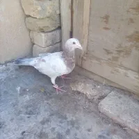 سرور