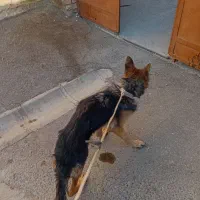 توله ژرمن معاوضه با سگ