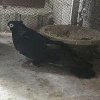 کفتر صرب