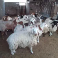 سلام بره سفید چاق