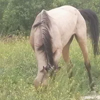 مادیون 3ساله قدبلند