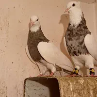 کفتر . طوقی . آلمانی.  کله سیاه . کلاغ خطی