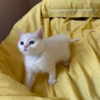 بچه گربه بریتیش چشم ابی