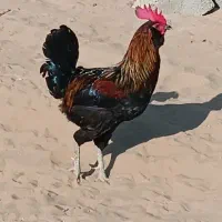 خروس محلی اصیل|حیوانات مزرعه|اهرم, |دیوار