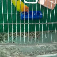 کوتوله فروشی