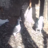 9تاکفترماده پرشی|پرنده|آبکوه, |دیوار