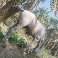 اسب|اسب و تجهیزات اسبسواری|جیرفت, |دیوار