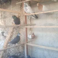 ۱۲ عدد کبوتر