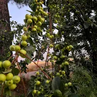 باغ-شهری