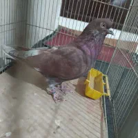 کفتر غریب گیر