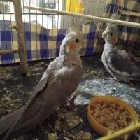 عروس هلندی گل باقالی