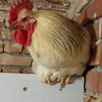 فروش مرغ و خروس|حیوانات مزرعه|ارومیه, |دیوار