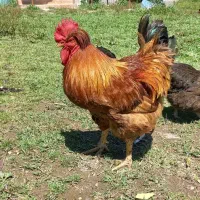 خروس کاکلی پاپری