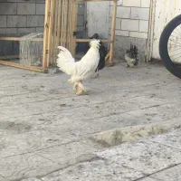۵عدد مرغ و ۱خروس