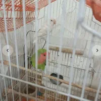 مولد ۱۰۰درصد|اسباب‌بازی بچه|مشگین شهر, |دیوار