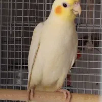 فروش جوجه عروس