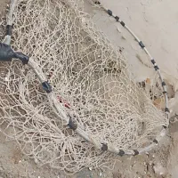 توردستی کفتر