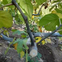 برش   انجیر و انواع درخت