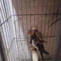 عروس هلندی