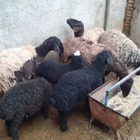 میش و بره|حیوانات مزرعه|جوادآباد, |دیوار