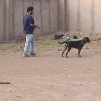 سگ روتوایلر|سگ|پلنگ آباد, |دیوار