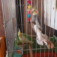 پرنده|پرنده|مریوان, |دیوار