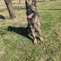 ژرمن ورک لاین