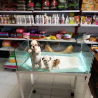 سگ شیتزو سوپر فلت تیکاپ سگ جیبی سگ آپارتمانی|سگ|تهران, صادقیه|دیوار