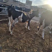 گاوشیری|حیوانات مزرعه|تربت جام, معدآباد|دیوار