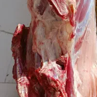 گوشت و جیگر