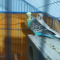 جفت مرغ عشق|پرنده|بم, |دیوار