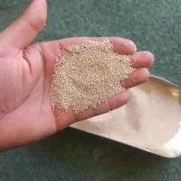 بذر درجه یک اصلاح شده