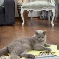 گربه بریتیش رنگ بلو(طوسی)|گربه|اهواز, کیان اباد|دیوار