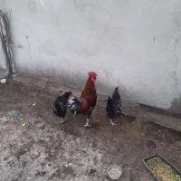 فروش خروس لاری قیمت