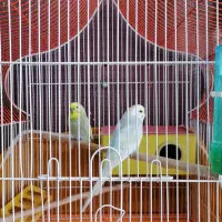 جفت مرغ عشق