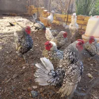 مرغ سیبرایت برهما