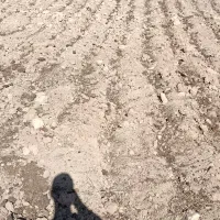 دو گونی آرد فروشی