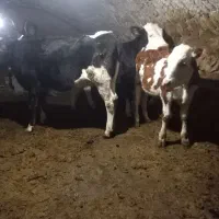 فروش سه عدد گوساله  دو عدد  نر یکی ماده